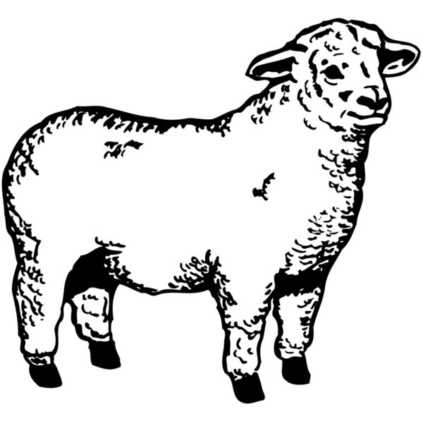 SHEEP003 Thumbnail